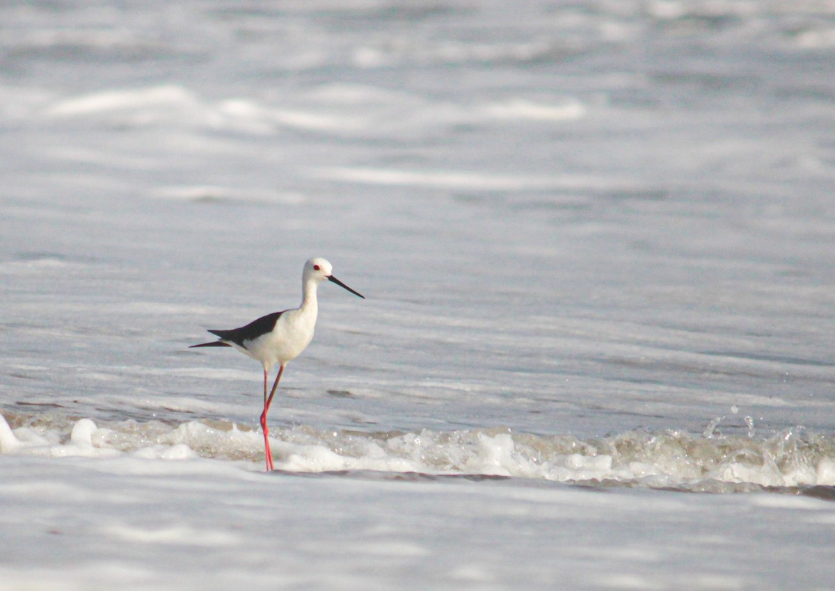 Black-winged Stilt - ML620095137