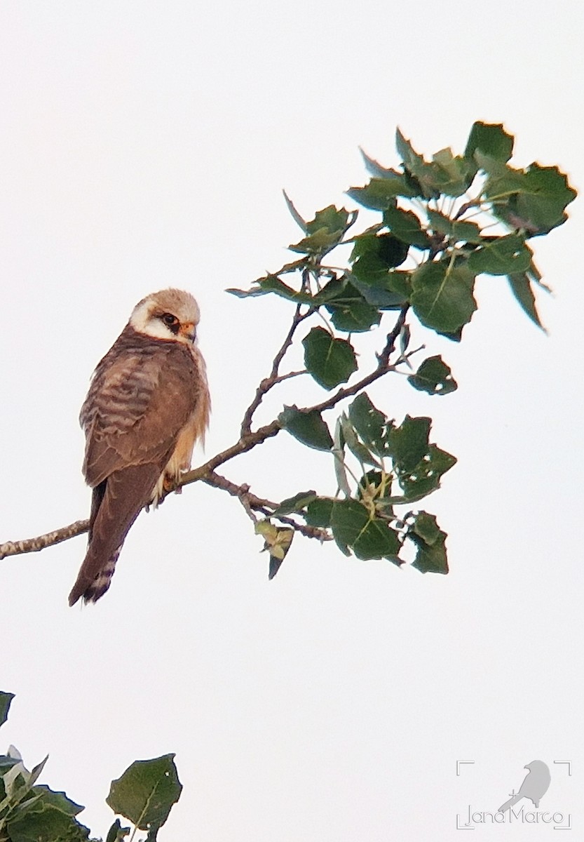 Red-footed Falcon - ML620095139