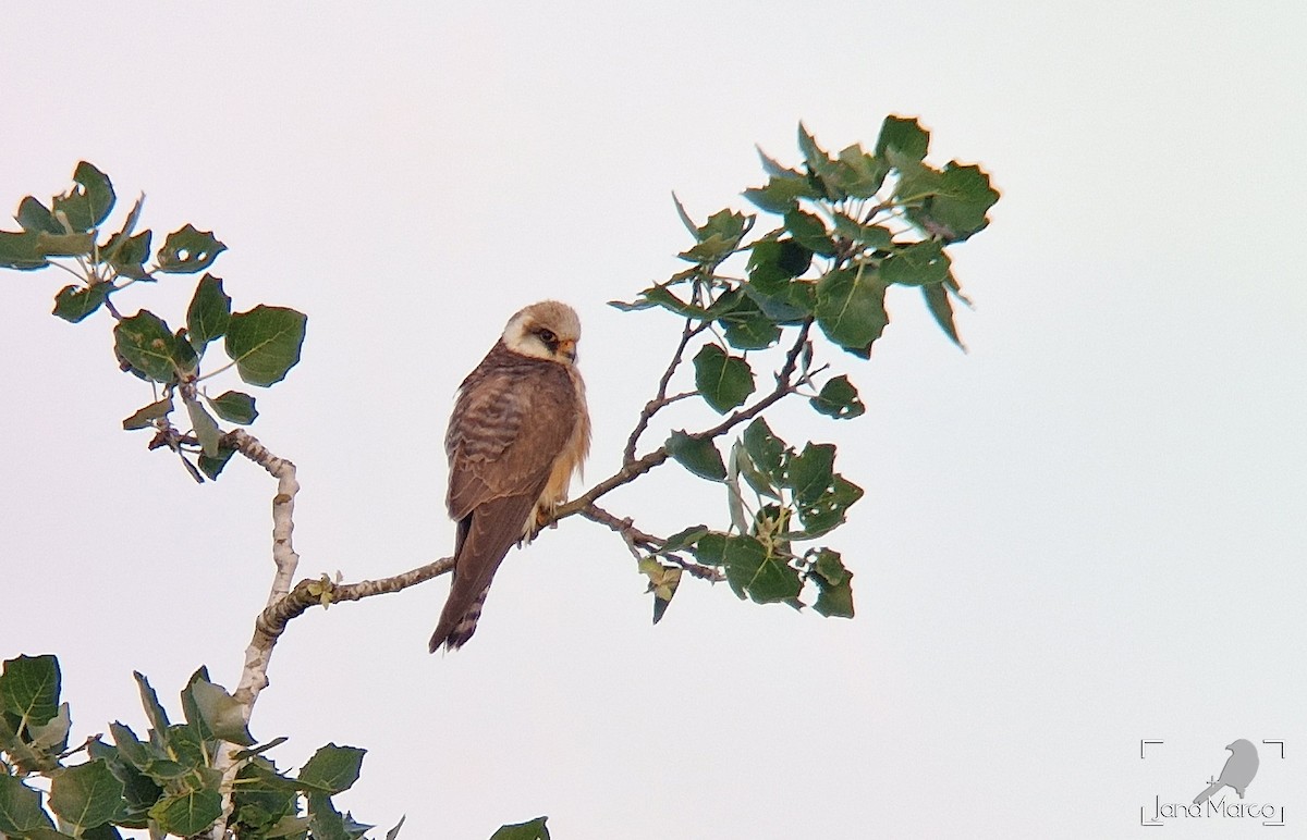 Red-footed Falcon - ML620095142