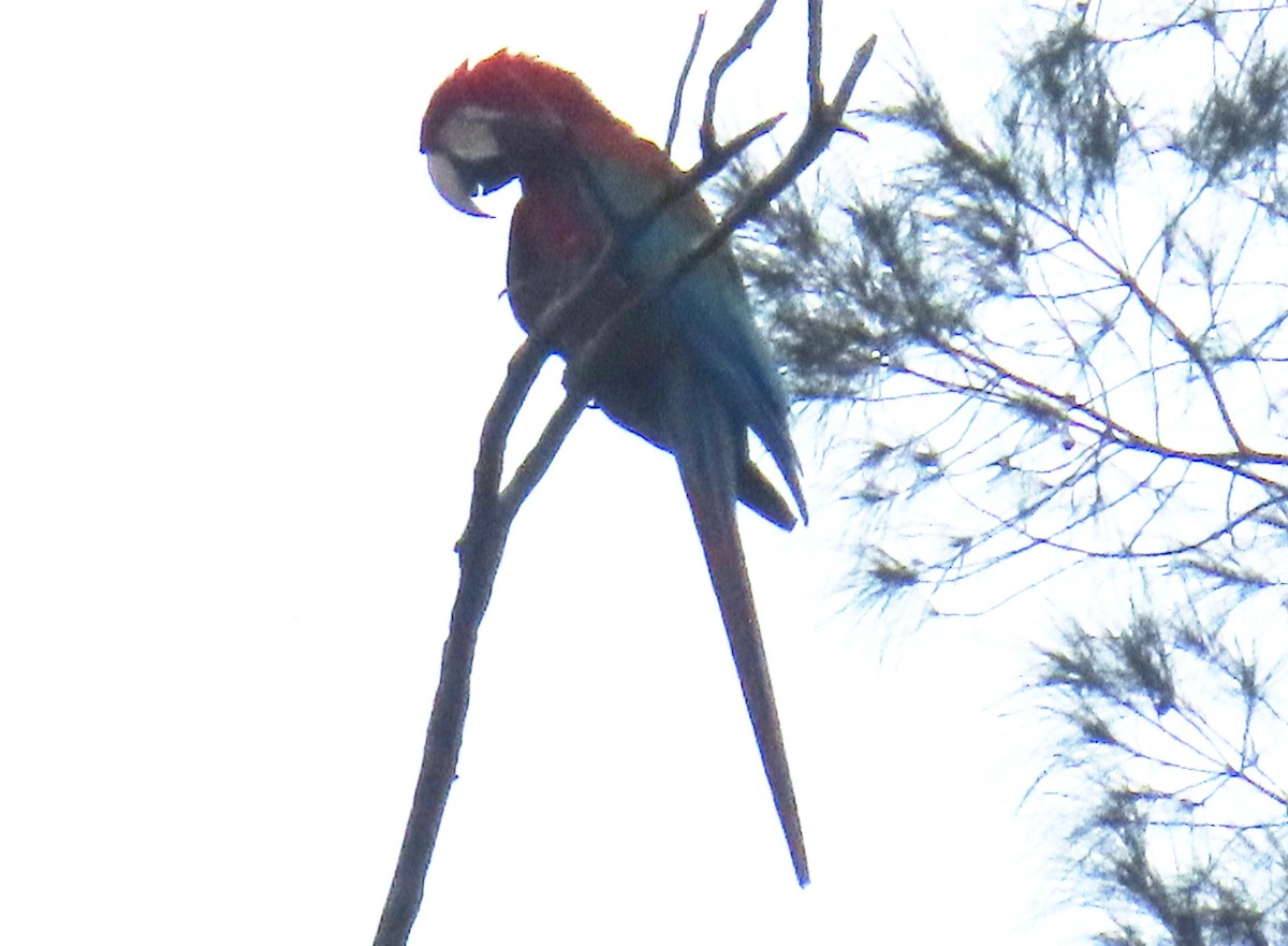 Red-and-green Macaw - ML620095146