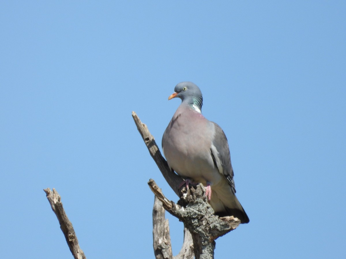 Common Wood-Pigeon - ML620095147