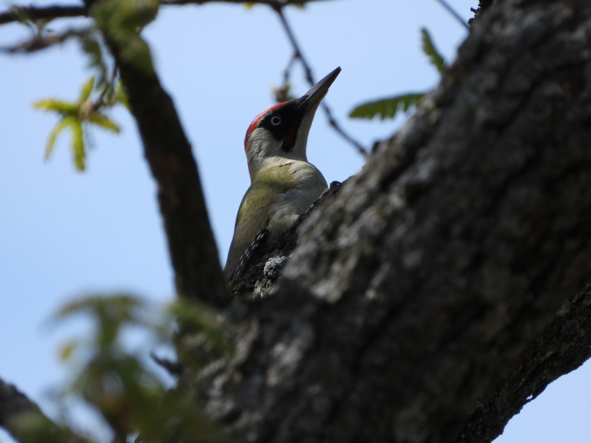 Eurasian Green Woodpecker - ML620095149