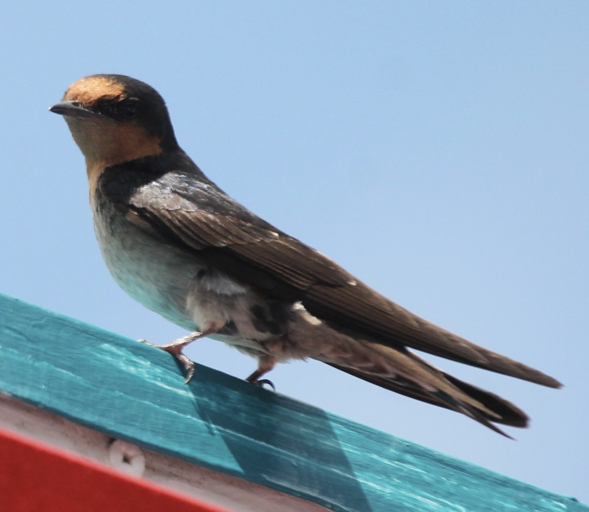 Pacific Swallow - ML620095155