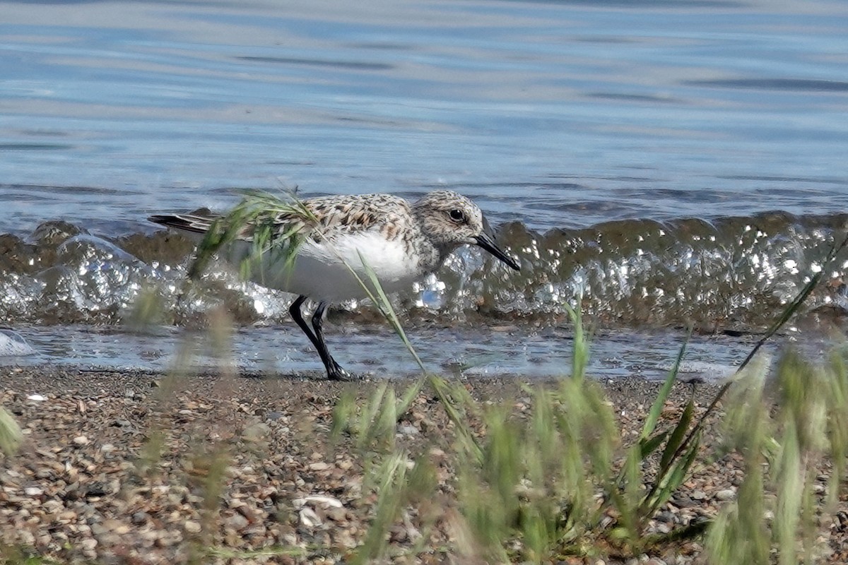 Semipalmated Sandpiper - ML620095166