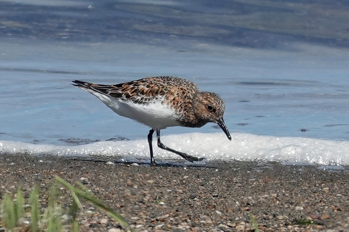 Bécasseau sanderling - ML620095167