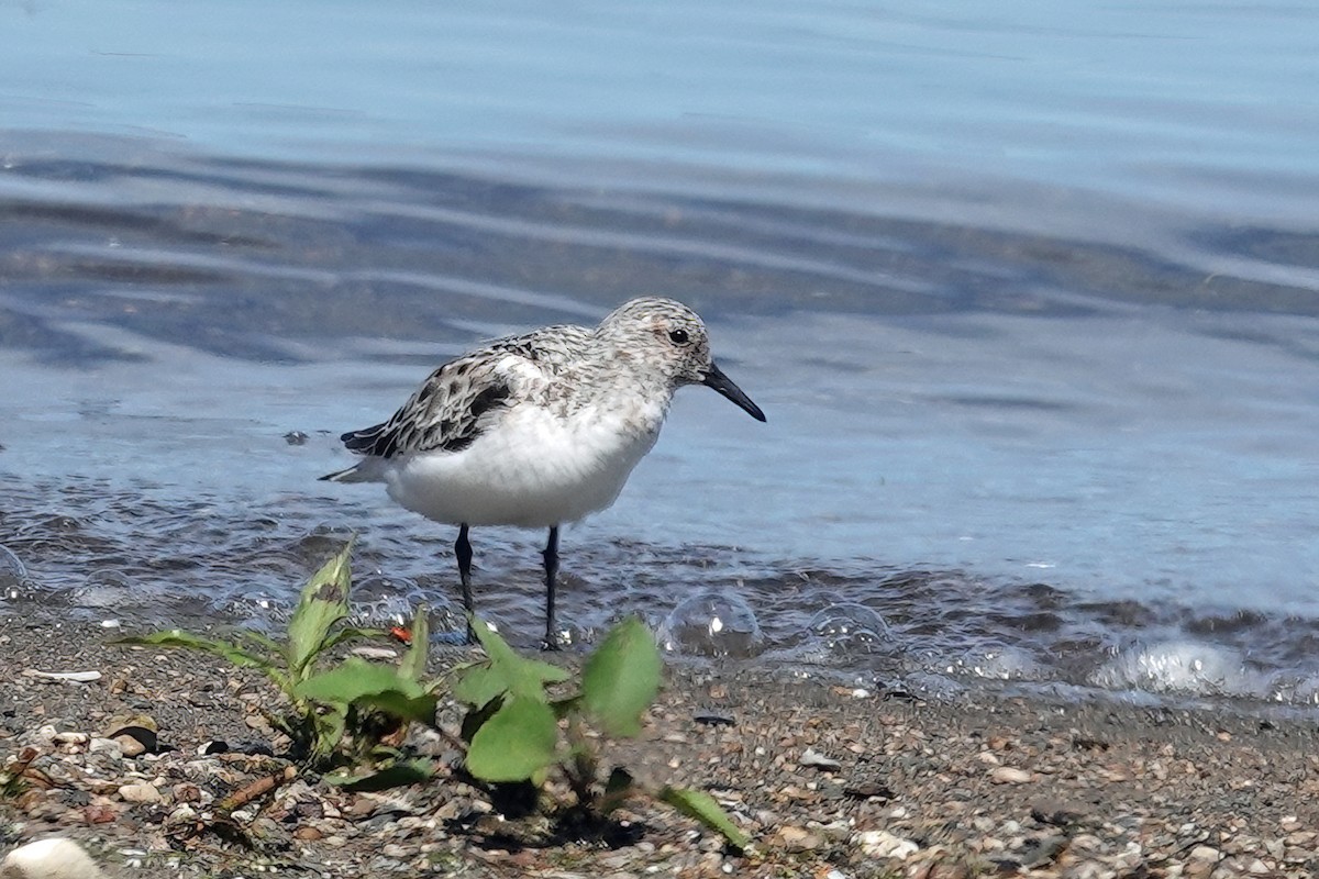 Semipalmated Sandpiper - ML620095168