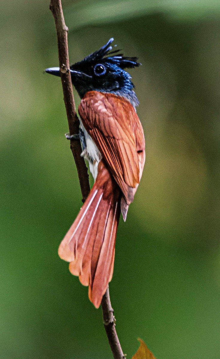 Indian Paradise-Flycatcher - ML620095189