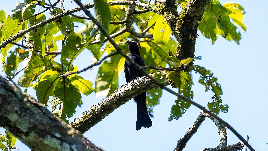 Square-tailed Drongo-Cuckoo - ML620095214