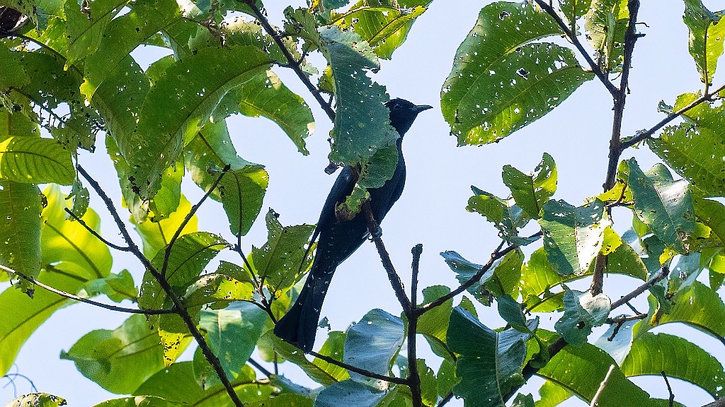 Square-tailed Drongo-Cuckoo - ML620095215