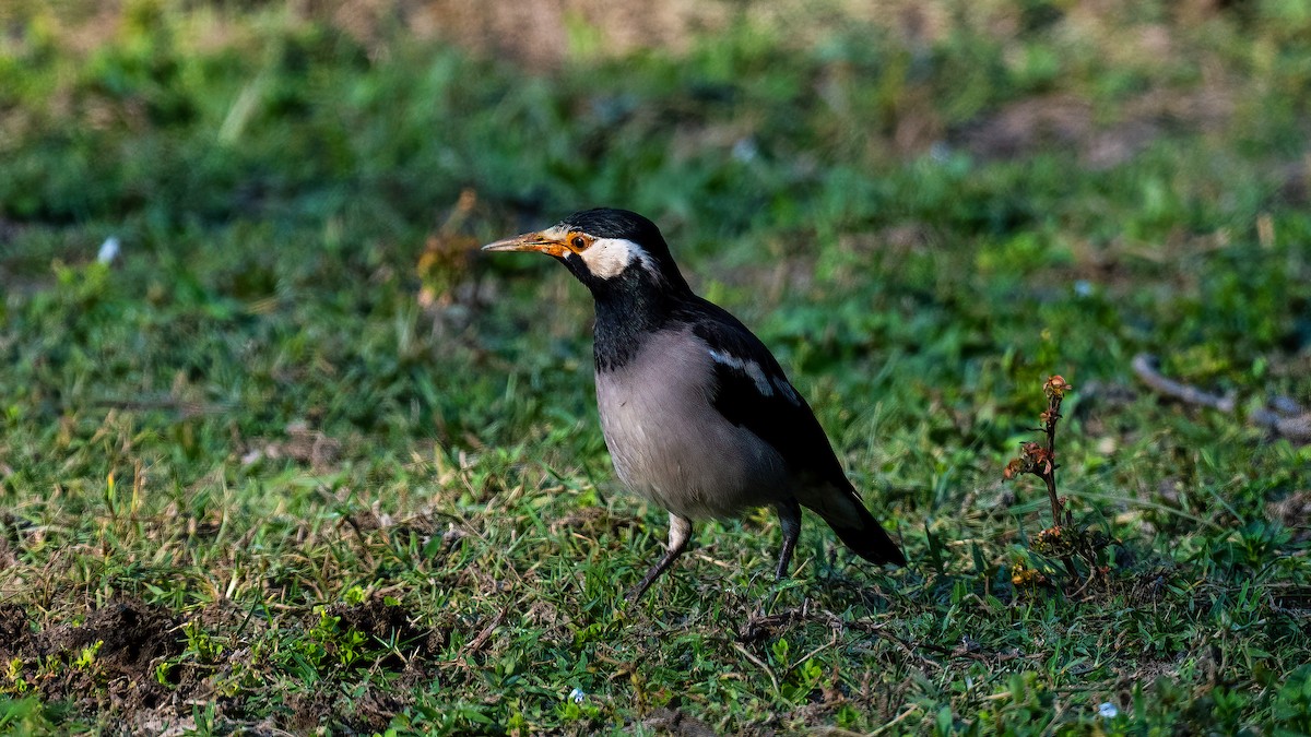Indian Pied Starling - ML620095233