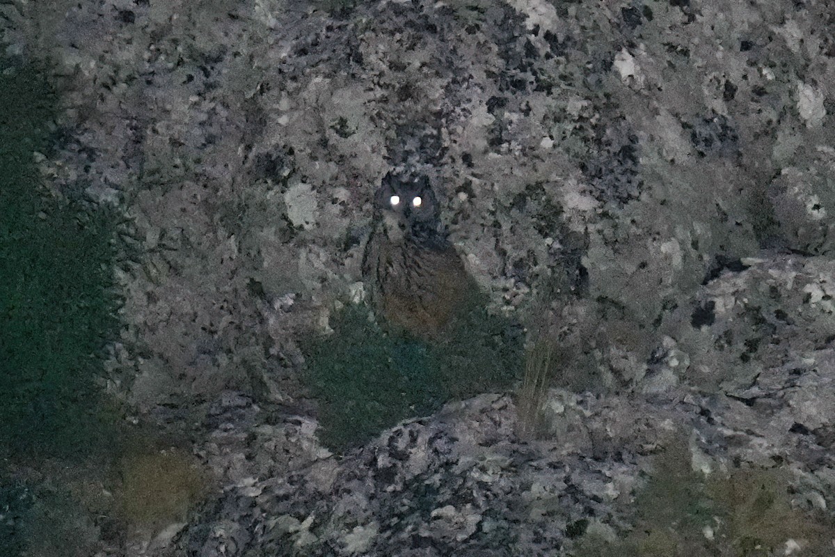 Eurasian Eagle-Owl - ML620095243