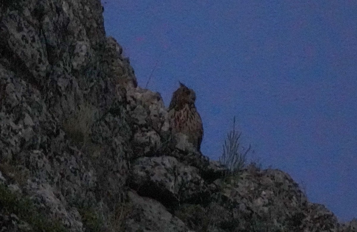 Eurasian Eagle-Owl - Yakup Yener