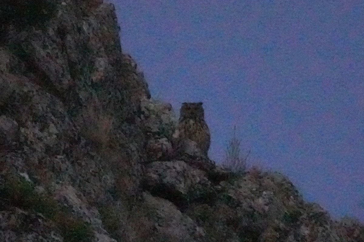 Eurasian Eagle-Owl - ML620095245