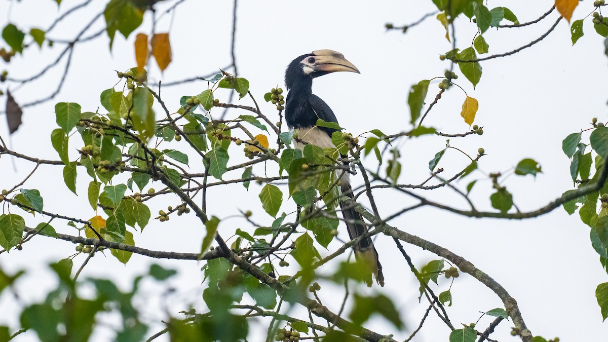 Oriental Pied-Hornbill - Pankaj Maheria