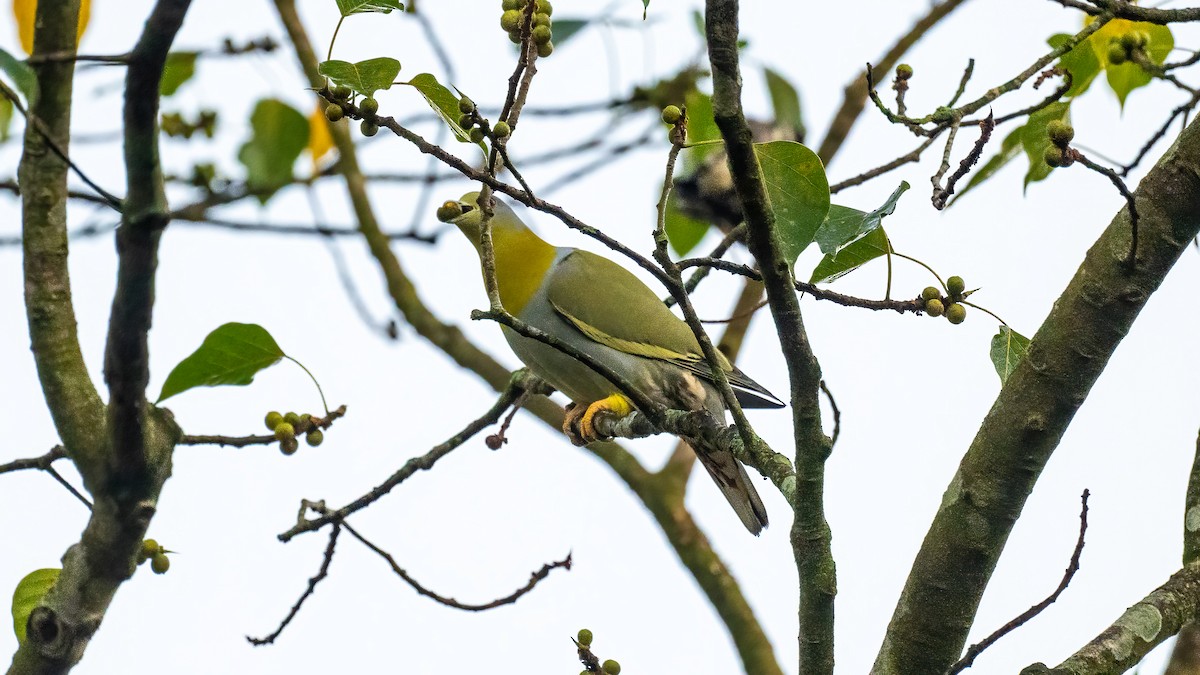 Yellow-footed Green-Pigeon - ML620095270