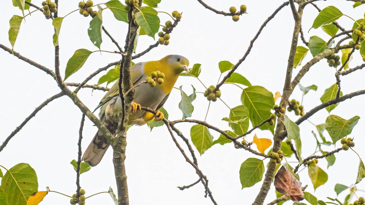 Yellow-footed Green-Pigeon - ML620095271