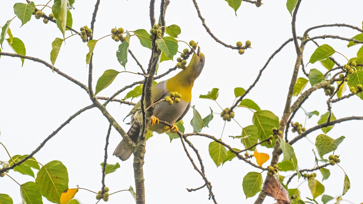 Yellow-footed Green-Pigeon - ML620095272