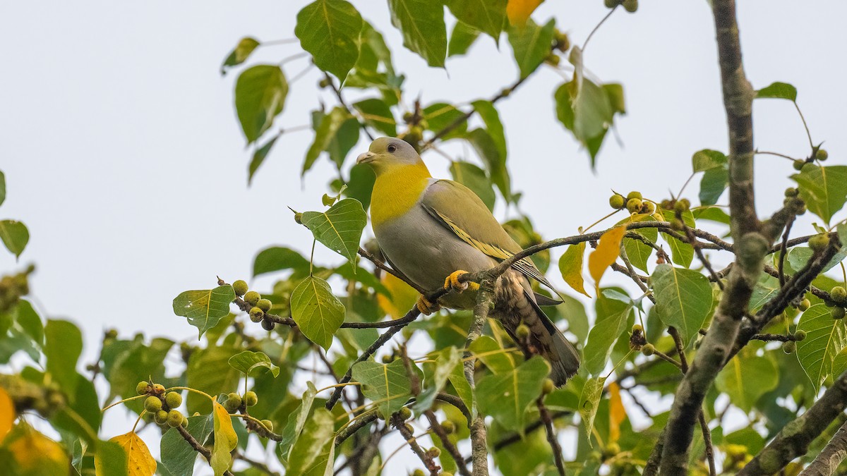 Yellow-footed Green-Pigeon - ML620095273