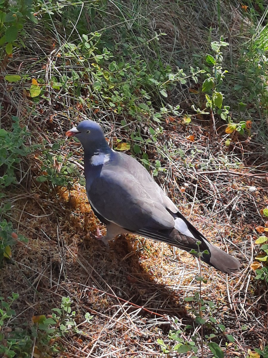 Common Wood-Pigeon - ML620095286