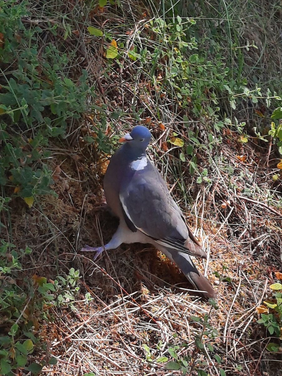 Common Wood-Pigeon - ML620095287