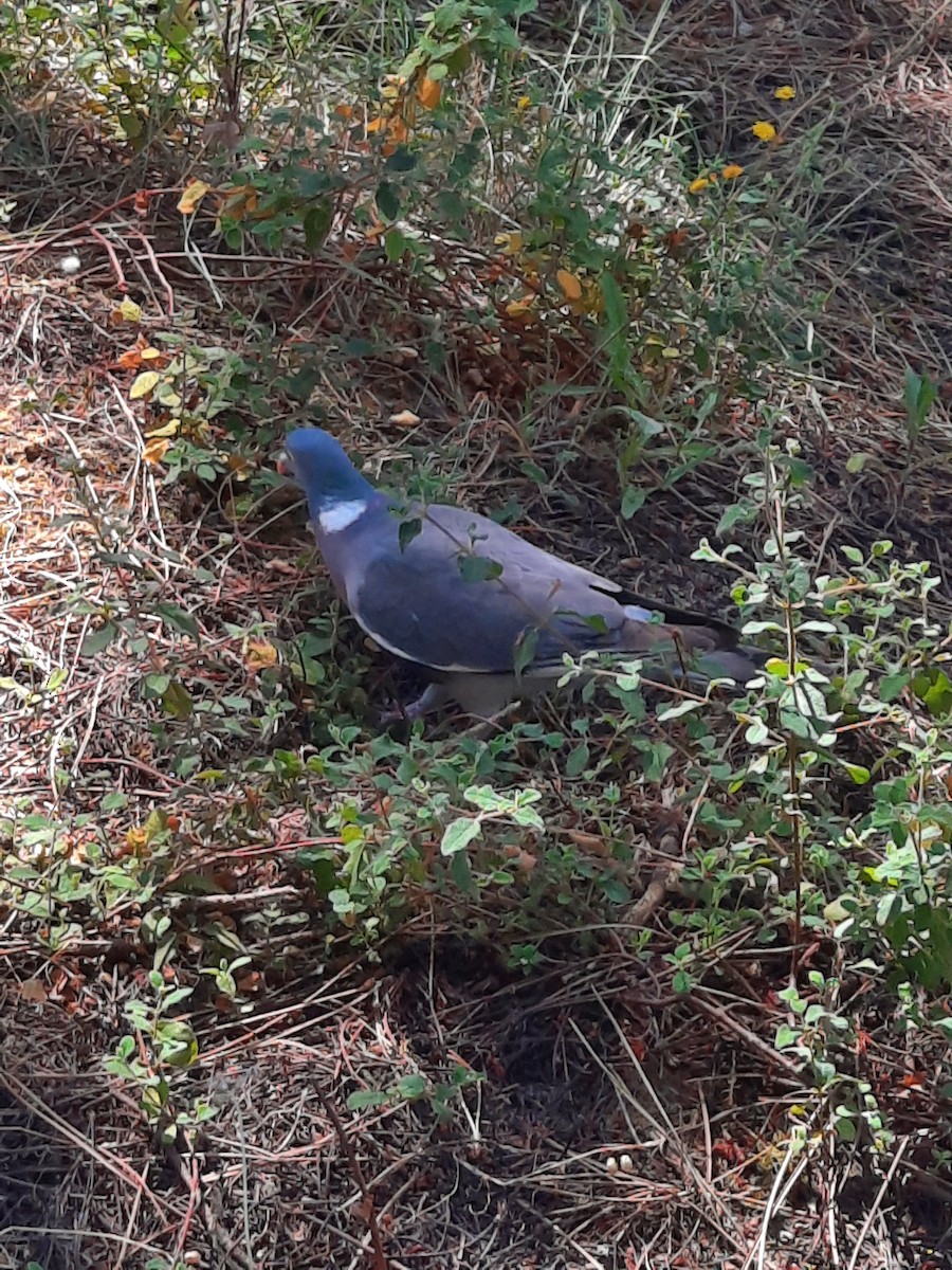 Common Wood-Pigeon - ML620095288