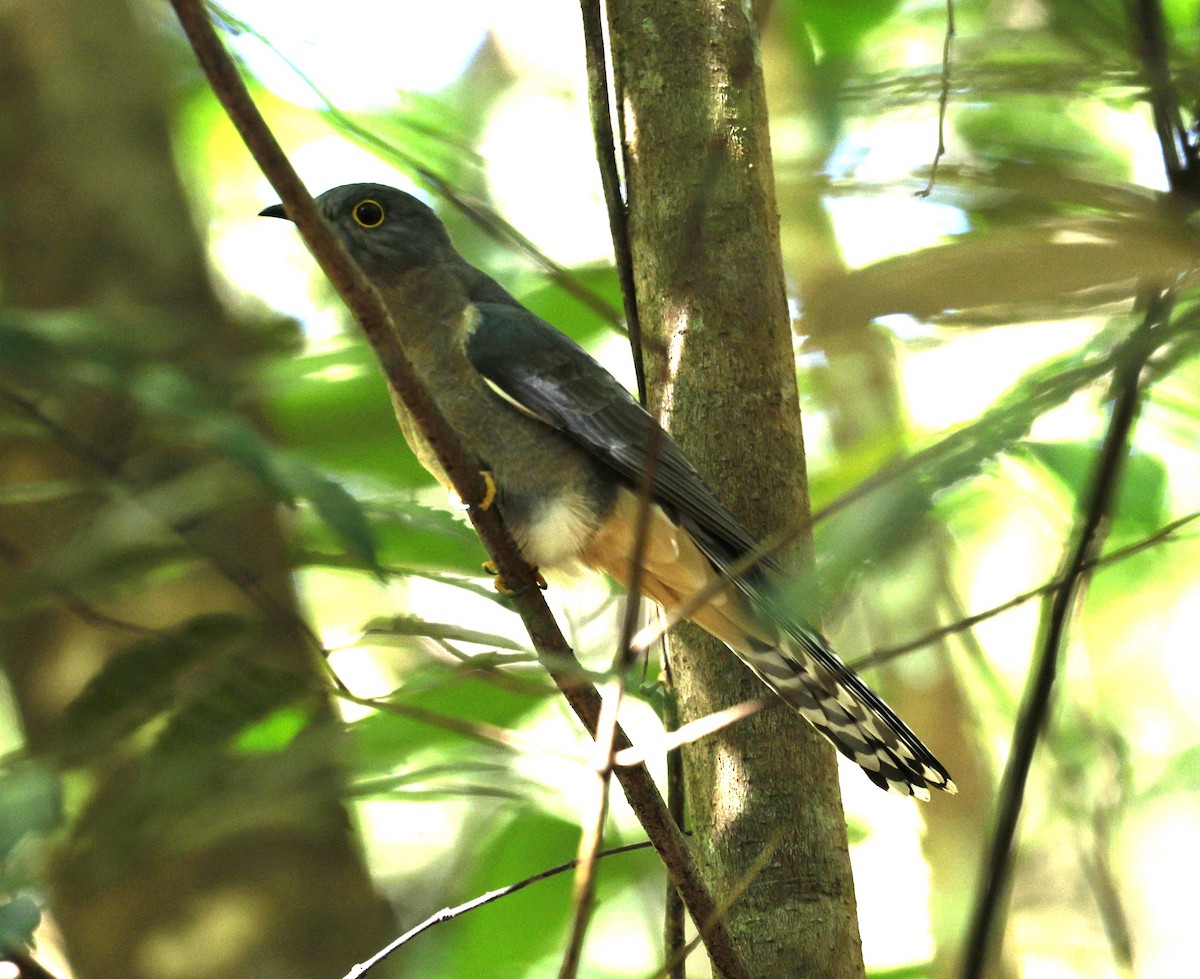 Fan-tailed Cuckoo - ML620095301