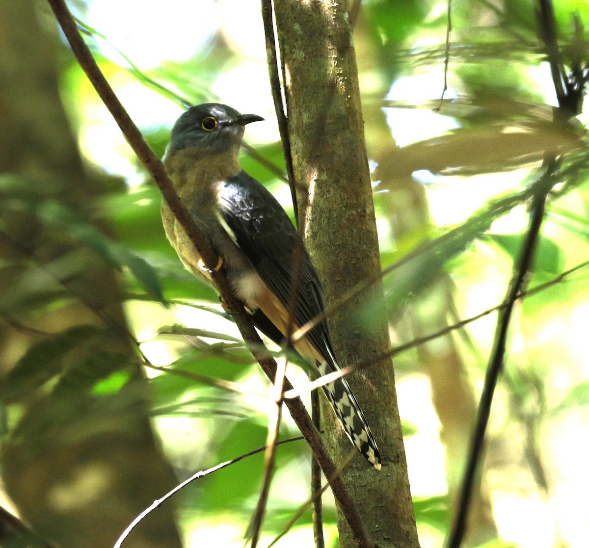 Fan-tailed Cuckoo - ML620095302