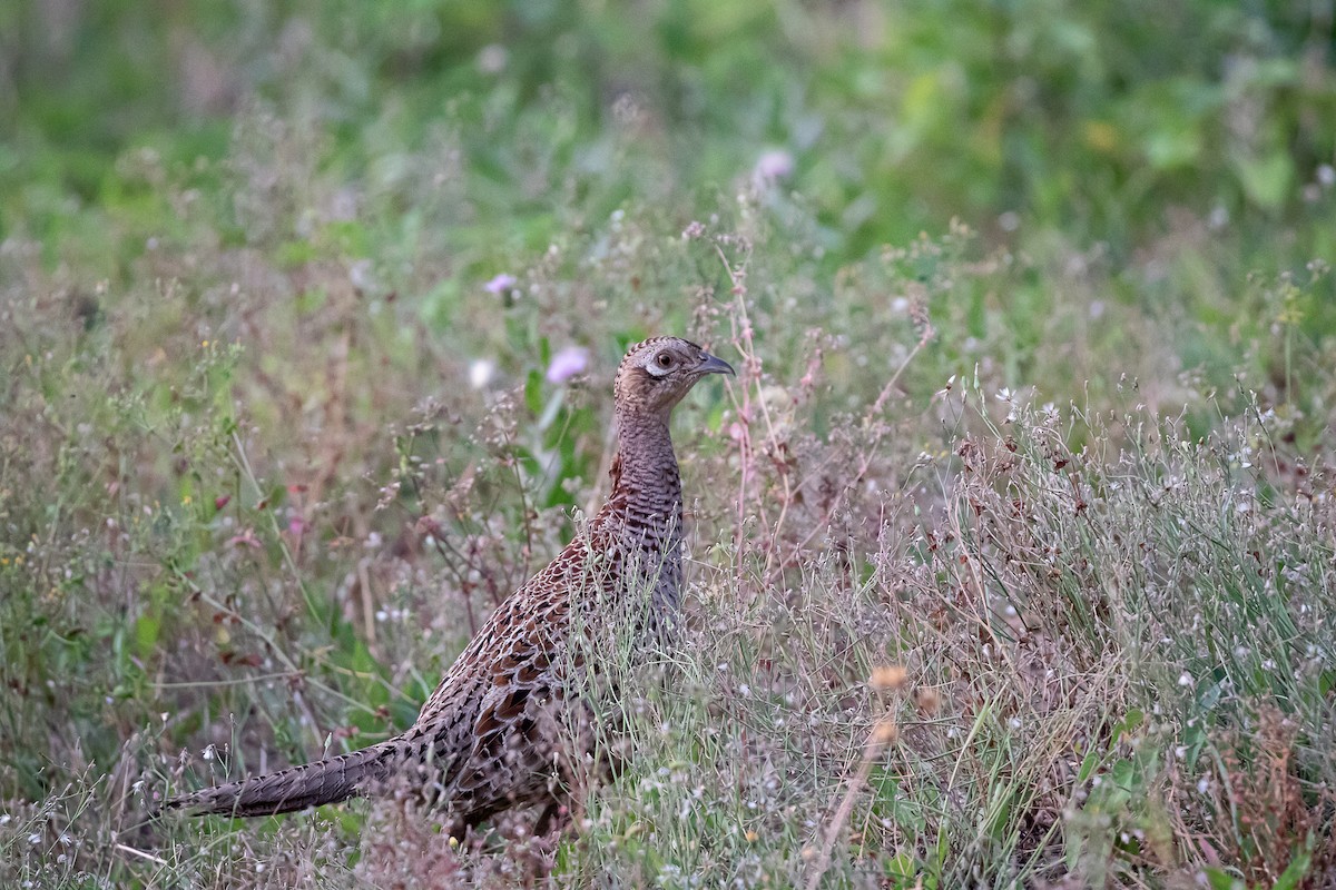 Ring-necked Pheasant - ML620095314