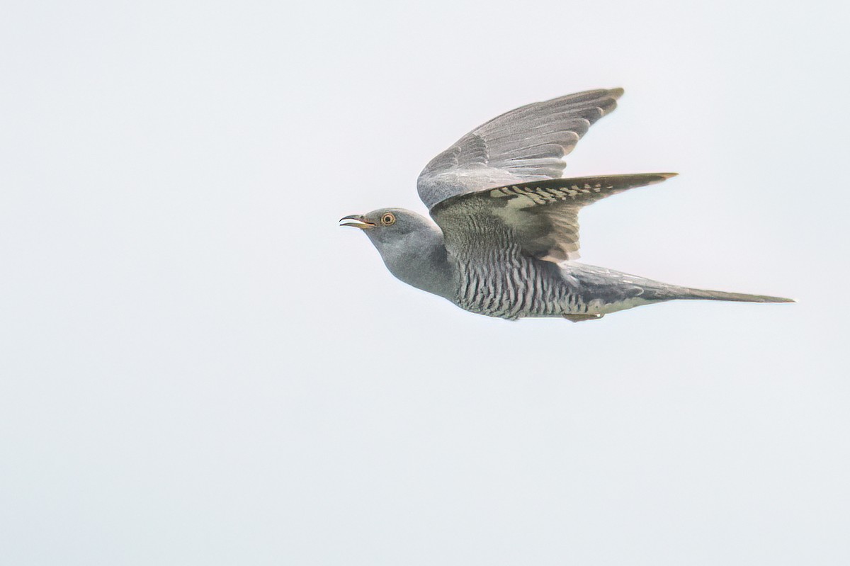 Common Cuckoo - ML620095320
