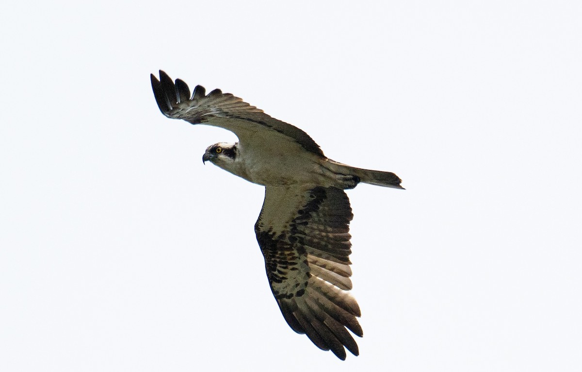 Osprey (haliaetus) - ML620095338