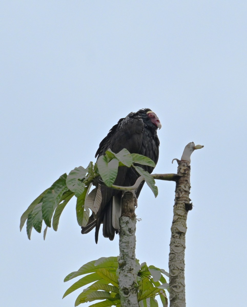 Greater Yellow-headed Vulture - ML620095347