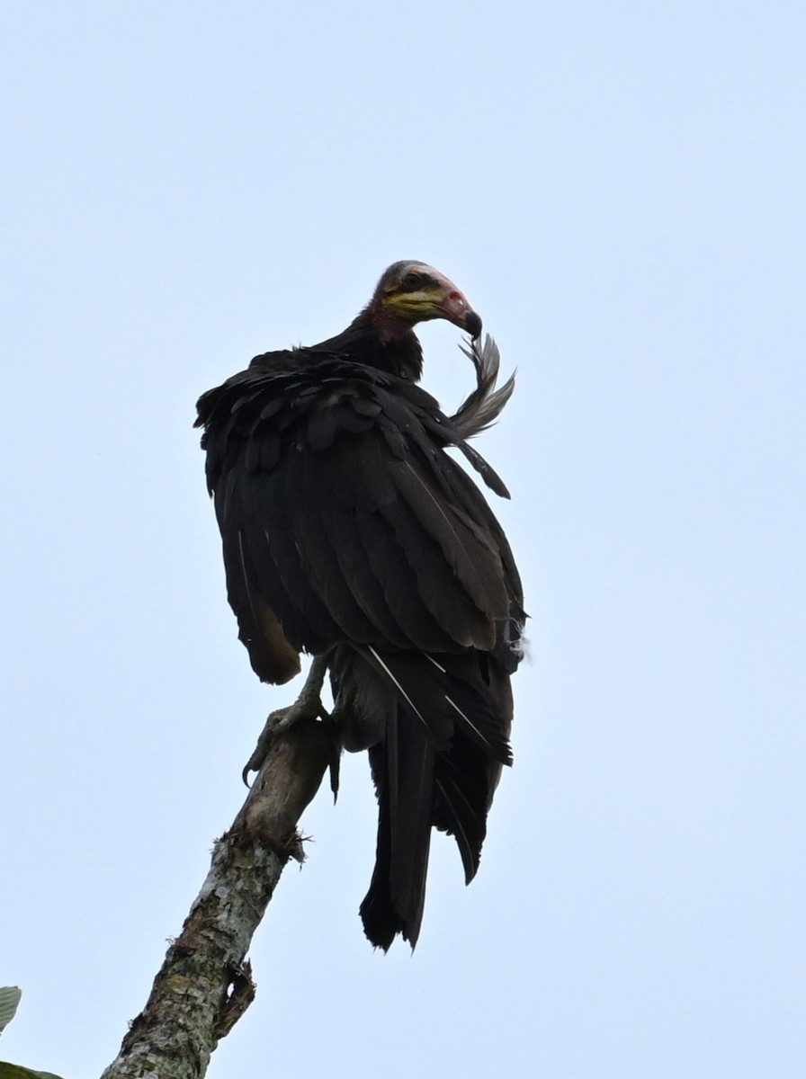 Greater Yellow-headed Vulture - ML620095348