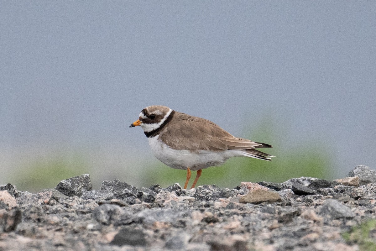 Common Ringed Plover - ML620095350