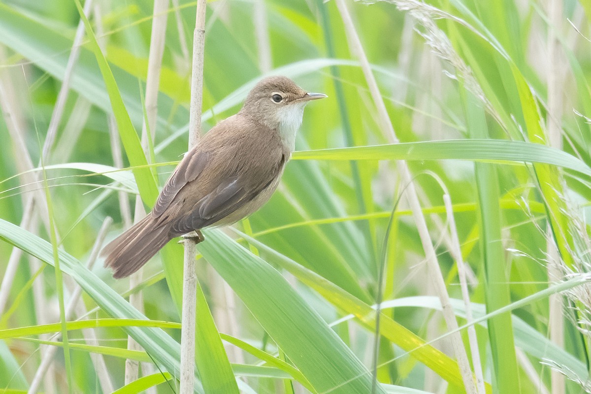 Common Reed Warbler - ML620095363