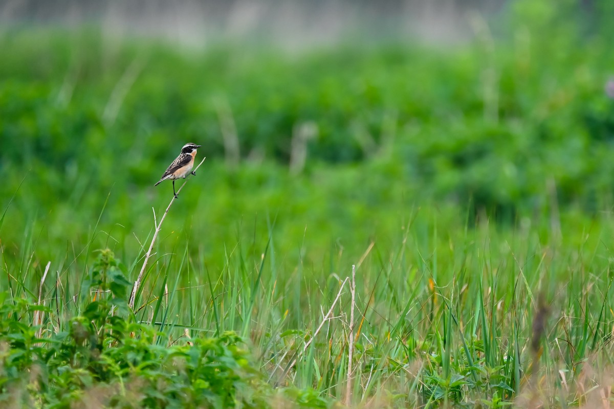 Whinchat - ML620095386