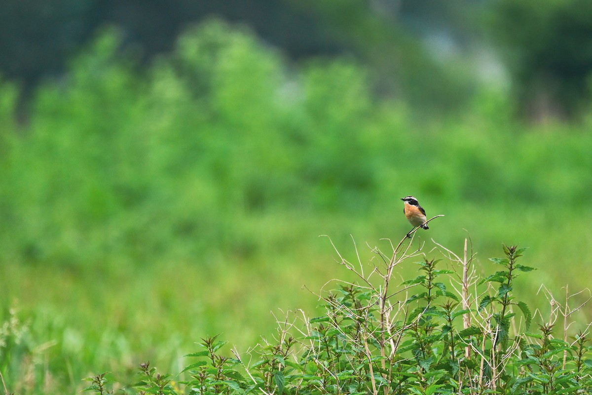 Whinchat - ML620095387