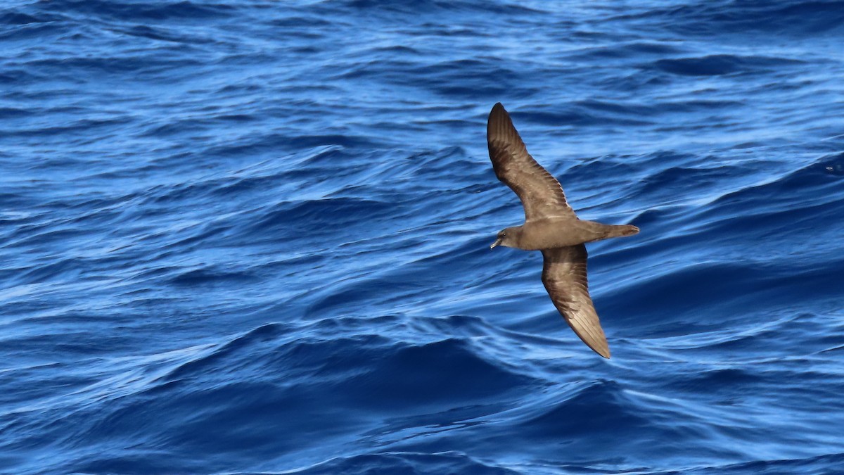 Bulwer's Petrel - ML620095403