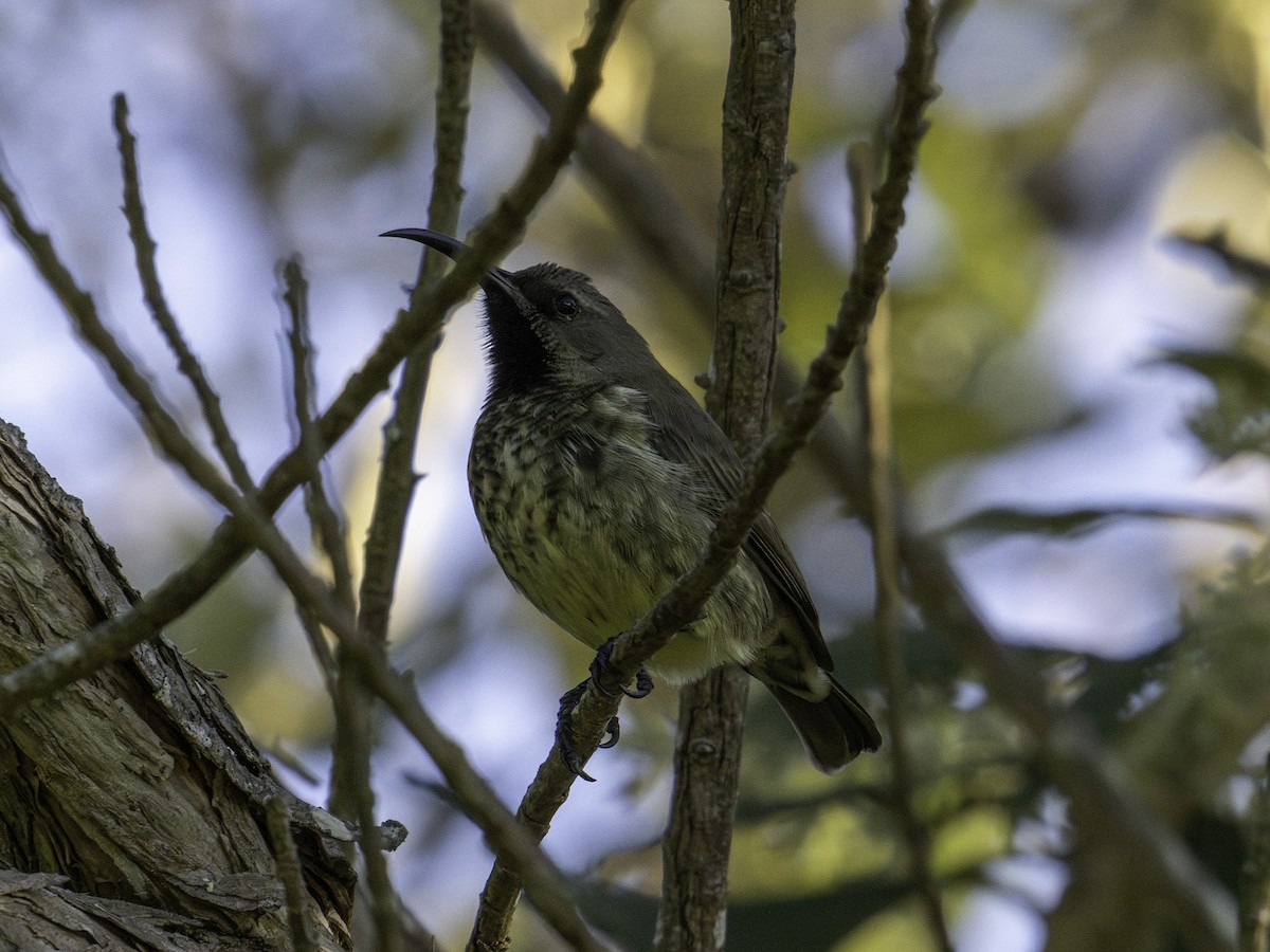 Amethyst Sunbird - ML620095408