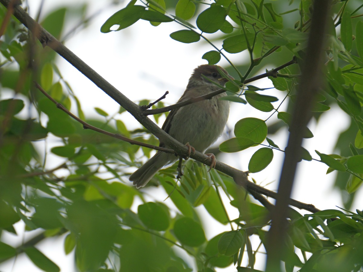 Eurasian Tree Sparrow - ML620095411