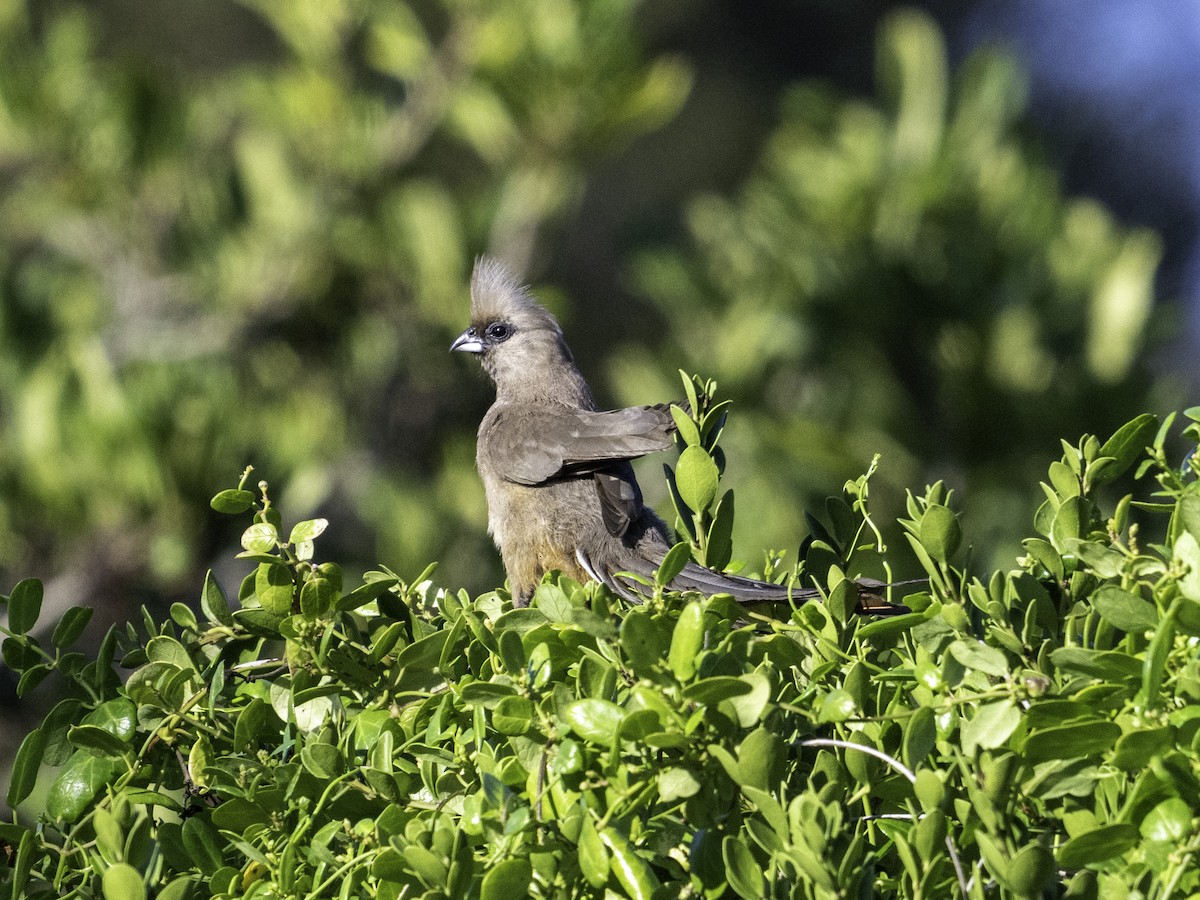 Speckled Mousebird - ML620095440