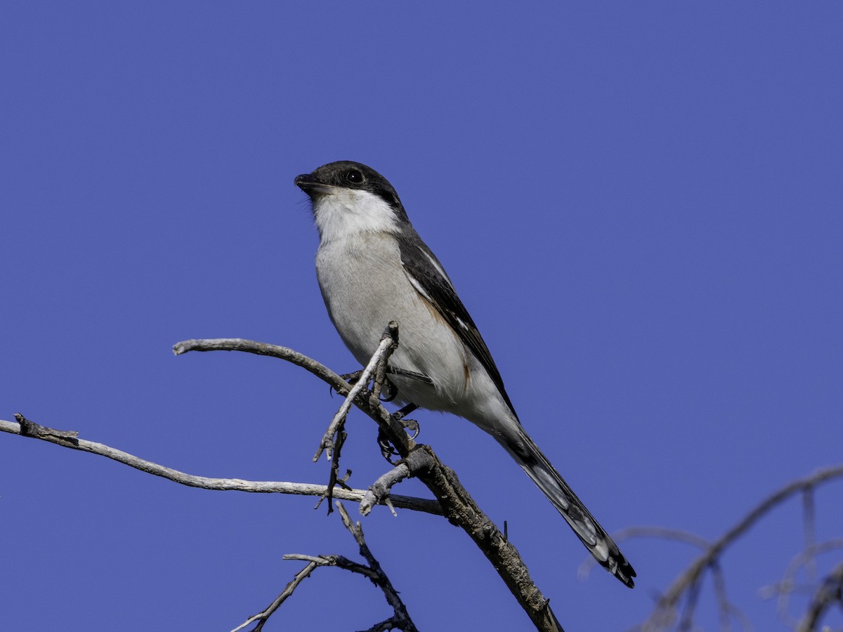 Southern Fiscal - ML620095456