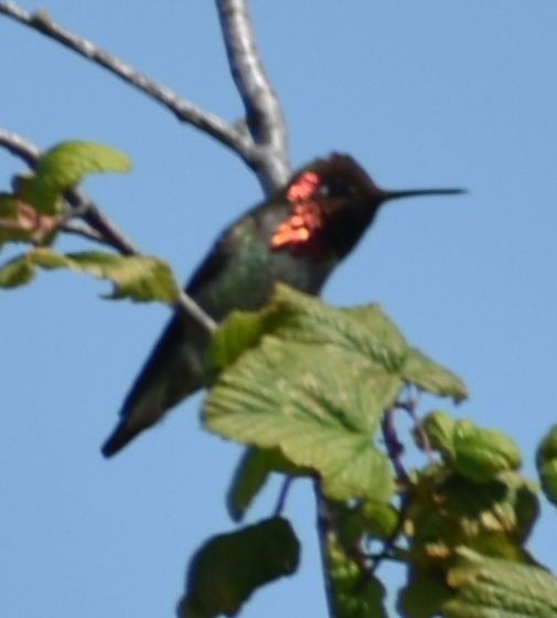 Anna's Hummingbird - ML620095459