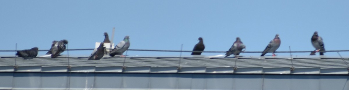 holub skalní (domácí) - ML620095460
