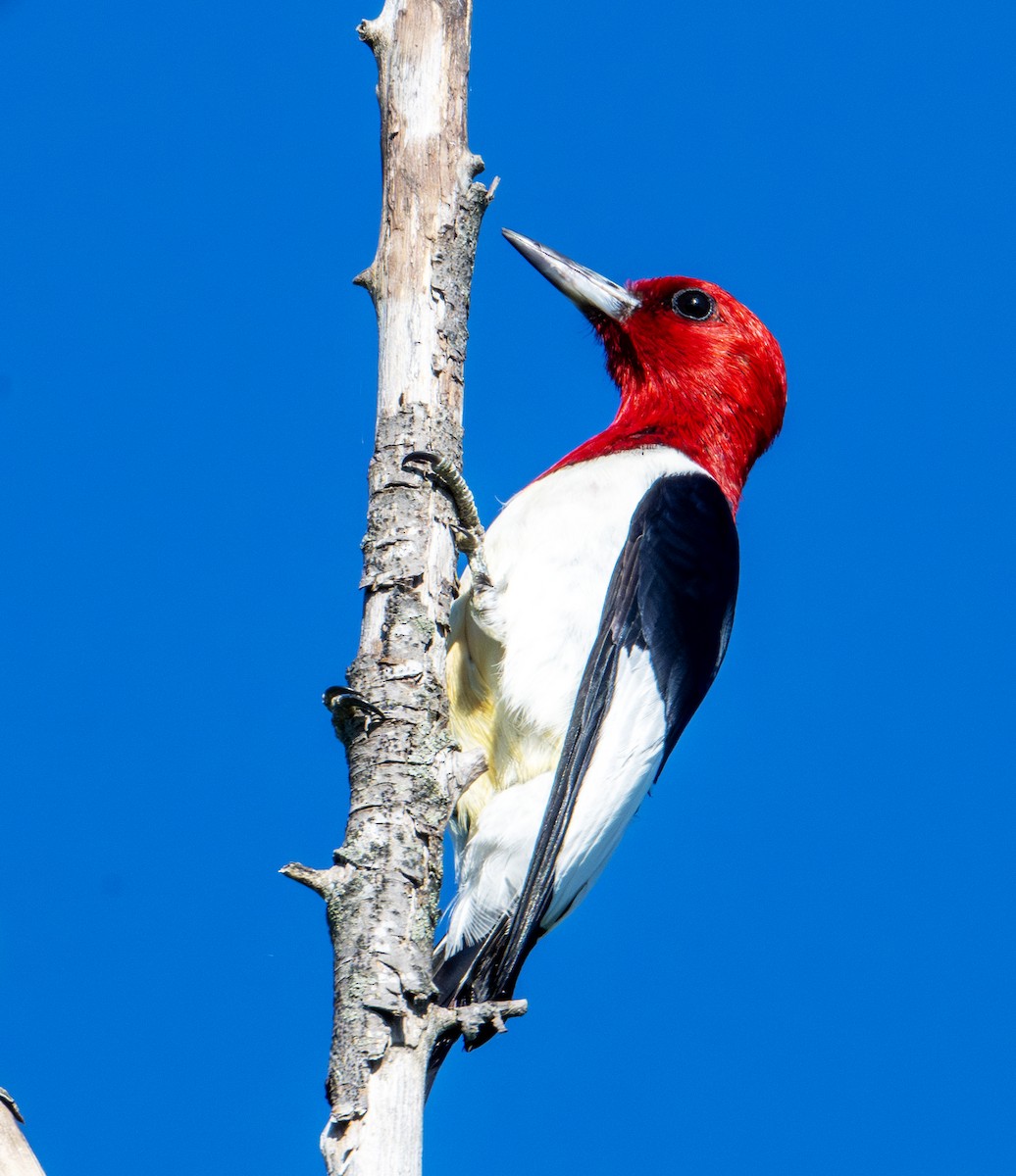 Red-headed Woodpecker - ML620095476