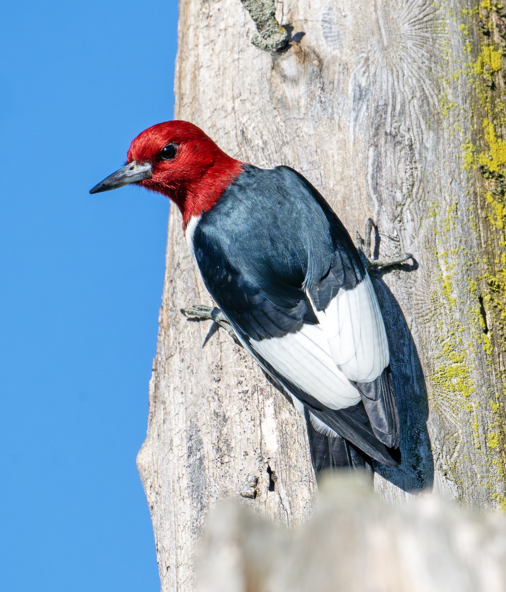 Red-headed Woodpecker - ML620095477