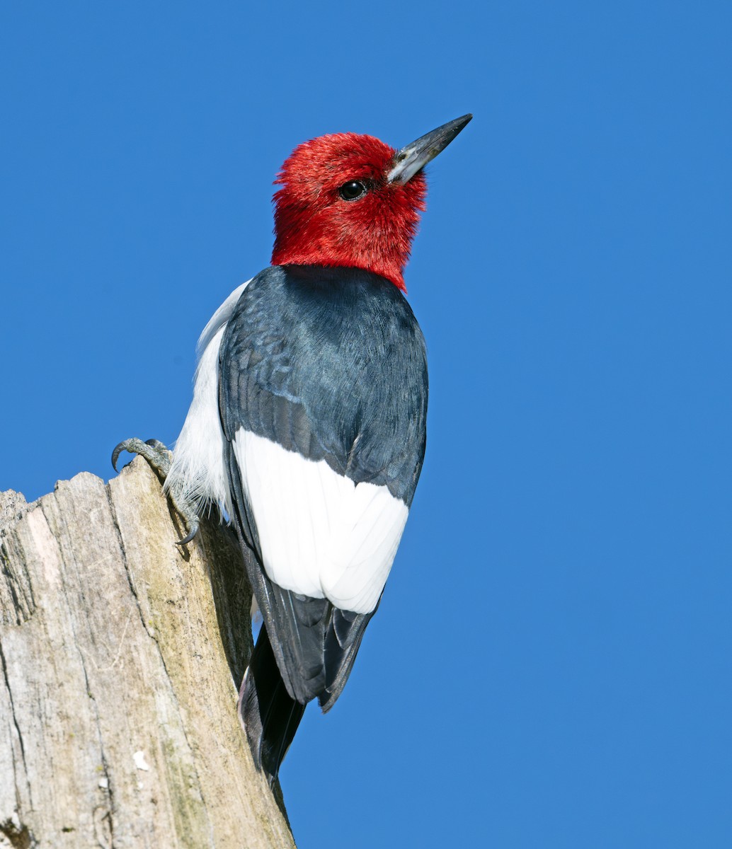 Red-headed Woodpecker - ML620095478