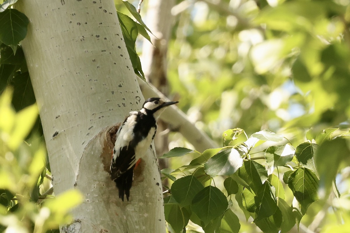 White-winged Woodpecker - ML620095509