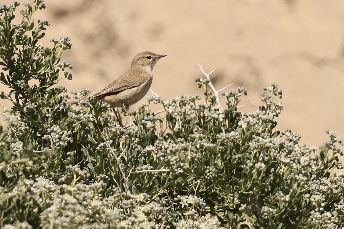 Booted Warbler - ML620095519