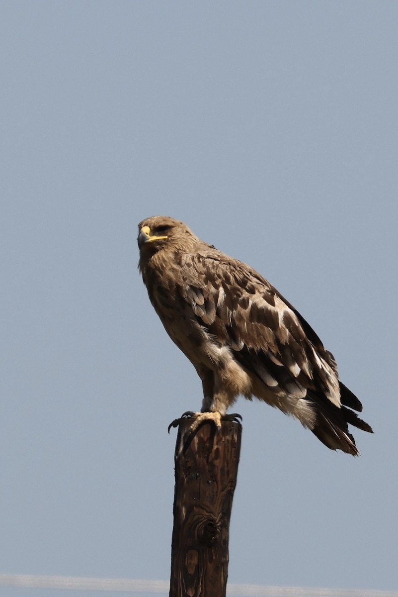 Steppe Eagle - ML620095527