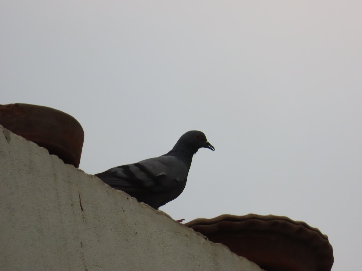 Rock Pigeon (Feral Pigeon) - ML620095530
